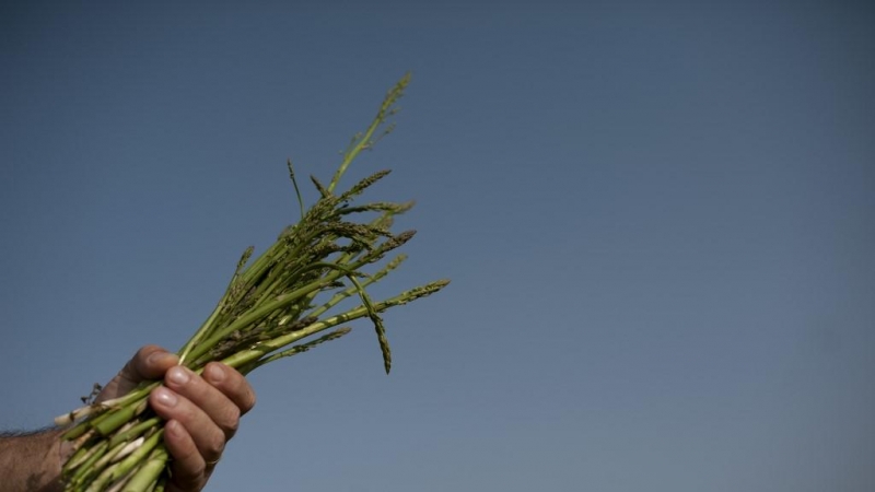 La mano de un agricultor sujeta un manojo de espárragos. AFP/Jorge Guerrero