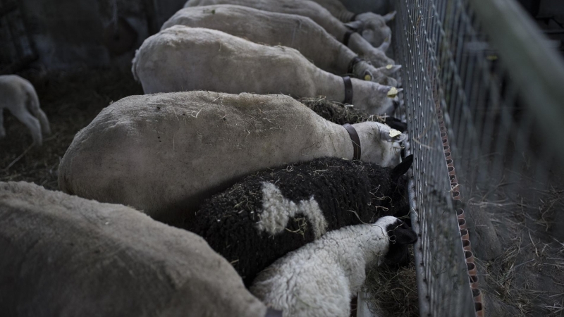 Josema estudió un ciclo formativo de explotación agraria y ahora empieza una pequeña explotación de terneros, ovejas y miel de abeja en Ézaro (A Coruña). Debido al cierre de hoteles y restaurantes, la venta de productos como el cordero o el queso de oveja