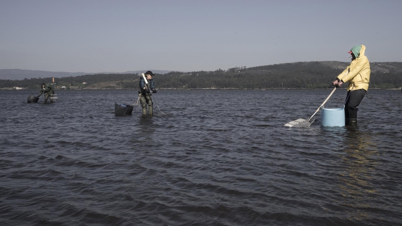 Mariscadores capturan almeja en la ría de Arousa (Pontevedra). Faltar a más del 30% de los días asignados al marisqueo anualmente conlleva la pérdida de la licencia, por lo que los trabajadores solicitan el cese de actividad, ya que salen a la mar aún ten