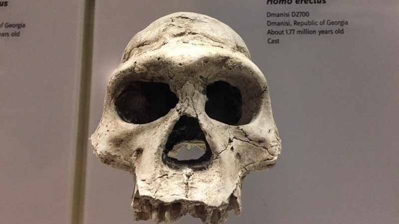 Fotografía del fósil de un Homo Erectus. /Pixabay
