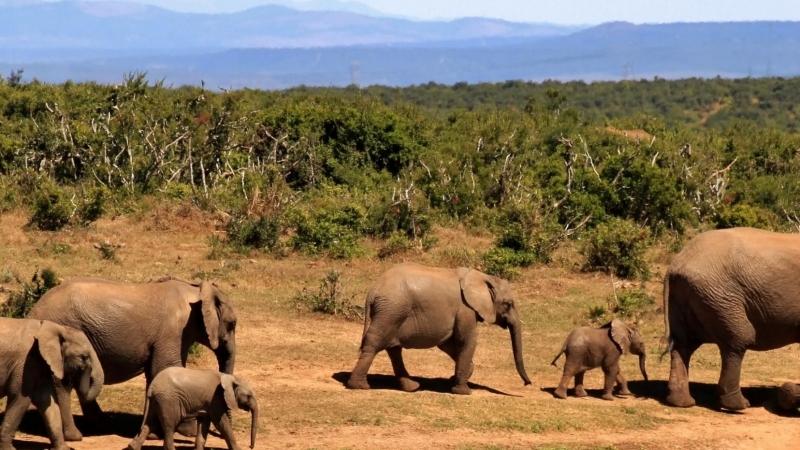 Los resultados iniciales han descartado todas las enfermedades habituales que causan la muerte en masa de los elefantes, por lo que el país podría estar enfrentándose a una 'enfermedad nueva'. / PIXABAY