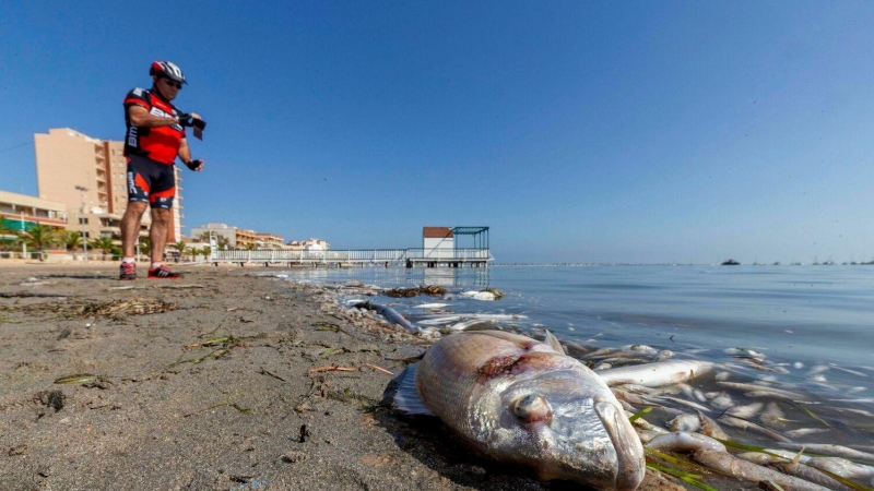 Peces muertos en la playa del Mar Menor tras la gota fría de octubre (Murcia)./ Marcial Guillén (EFE)