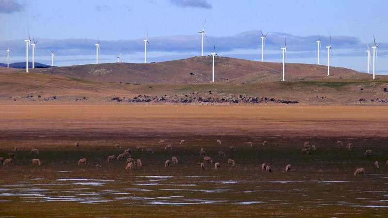 Unas ovejas pastan frente a los aerogeneradores de un parque eólico de la australiana Infigen Energy ubicado en las colinas que rodean el lago George, cerca de Canberra. REUTERS/David Gray