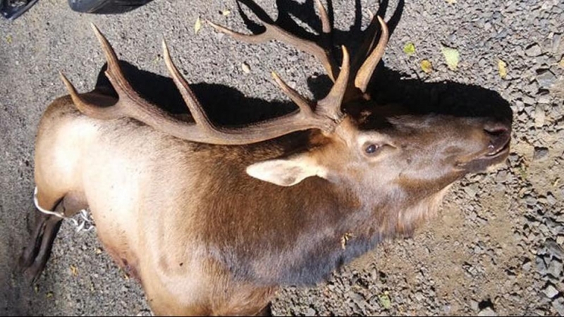 Ejemplar de uapití, wapití​ o ciervo canadiense ('Cervus canadensis') implicado en en incidente (Oregon Police State)