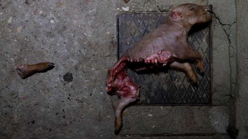 Imagen de un lechón muerto encontrado en uno de los pasillos de lactancia. Su cuerpo ha sido devorado por algún roedor. /Aitor Garmendia