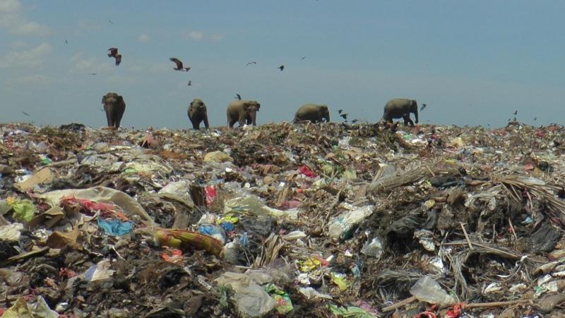 Elefantes salvajes en un vertedero de basura cerca de la ciudad de Ampara en Sri Lanka, 4 de octubre de 2020.