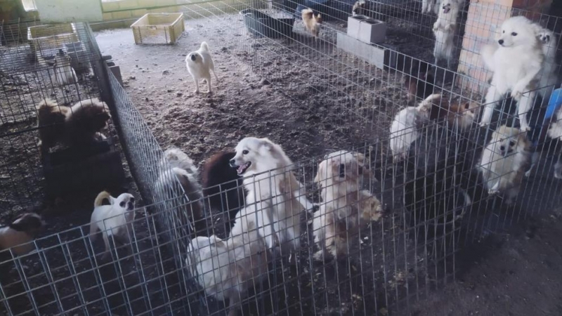 Criadero ilegal de perros de raza localizado en un secadero de tabajo de Belicena, en Vegas del Genil (Granada).