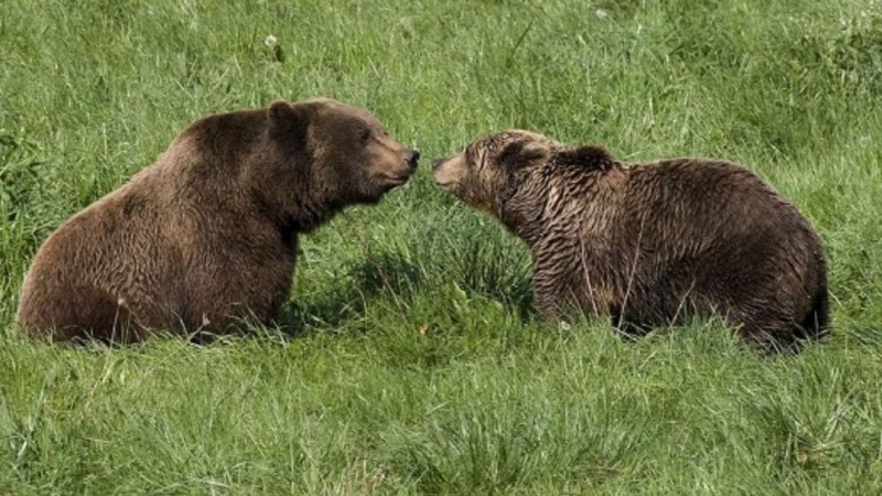 Dos osos pardos en una imagen de archivo.