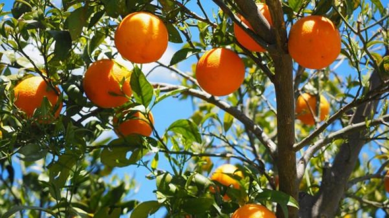 Naranjas para todas antes de que llegue el invierno