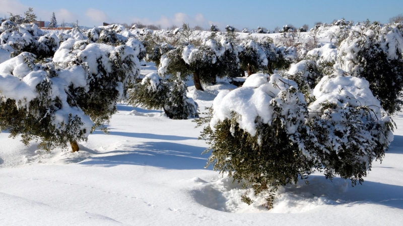 Un camp d'oliveres cobertes de neu caiguda pel temporal Filomena, al Vilosell, l'11 de gener de 2021.