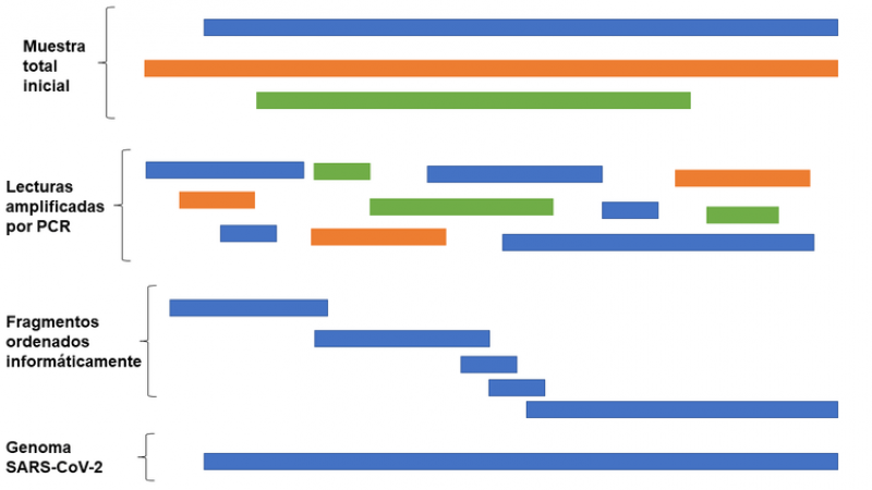 Secuenciación del genoma de SARS-CoV-2 a partir de muestras de pacientes.