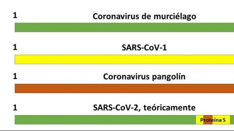 Teoría del origen del SARS-CoV-2 como virus quimérico.