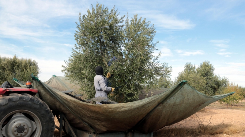 Pagesos collint olives en una finca de Maials.