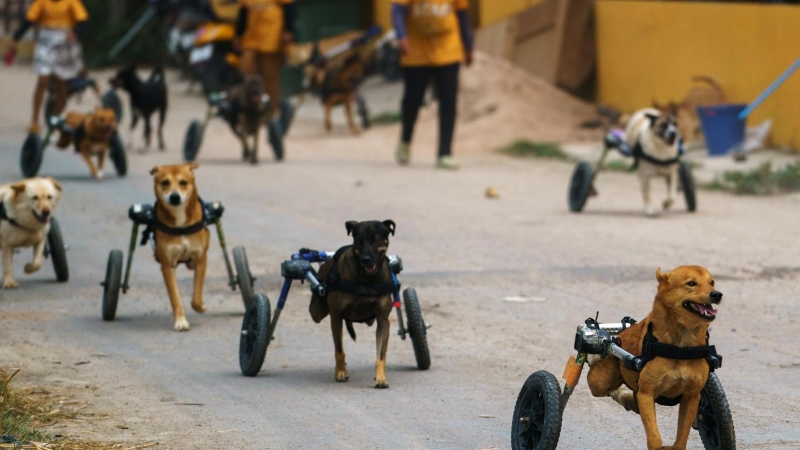 Los perros de la fundación de 'El hombre que salvaba a los perros' corren durante su paseo diario.