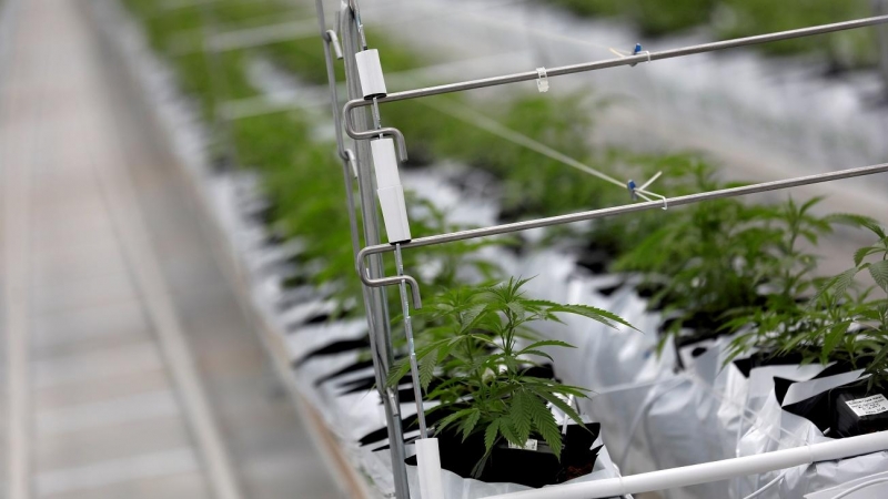 Plantas de cannabis en el invernadero de la fábrica Tilray en Cantanhede, Portugal, en una imagen de archivo del pasado 24 de abril de 2019.