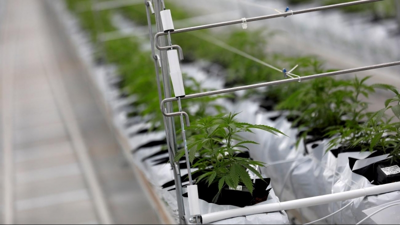 Plantas de cannabis en el invernadero de la fábrica Tilray en Cantanhede, Portugal, en una imagen de archivo del pasado 24 de abril de 2019.