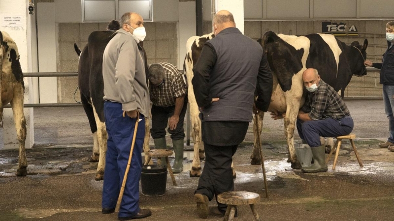 Varios hombres ordeñan a sus vacas en el Mercado de Ganados de Torrelavega.