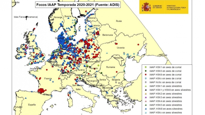 La gripe aviar lleva más de diez meses extendiéndose por Europa, donde ya ha saltado a los humanos en varios países.