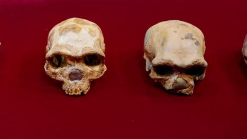 Vista de un cráneo del Hombre de Peking Man; uno de Maba; de Jinniusha, de Dali y de Harbin