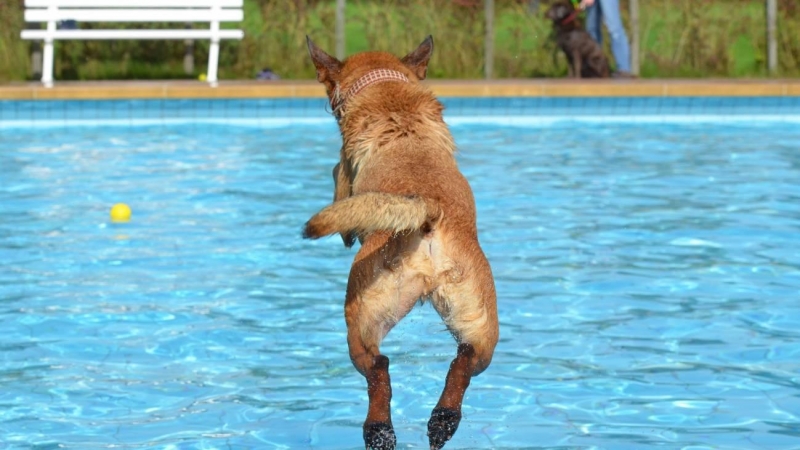 Perro tirándose a la piscina.