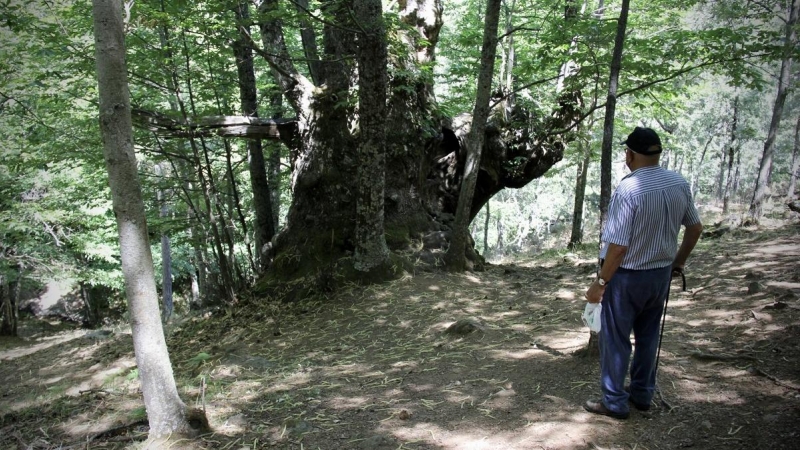Marino, un vecino de El Tiemblo, observa un ejemplar de castaño en el paraje de el castañar, en la Reserva Natural de Iruelas.