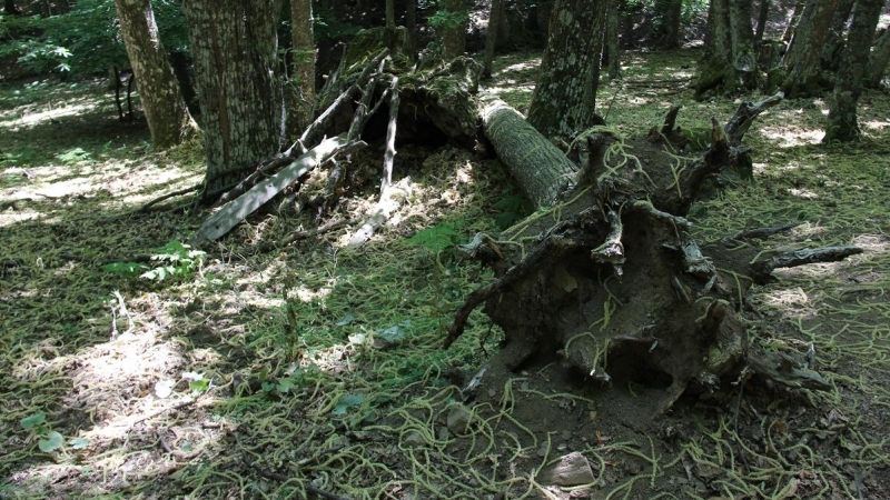 El tronco de un castaño caído sobre un tocón vacío que ha sido convertido en una suerte de cabaña.