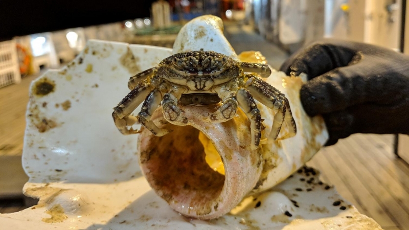 Objeto flotante de plástico con un cangrejo, recogido durante la expedición de 2019 del buque oceanográfico alemán Sonnel.