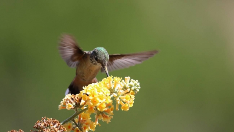 17/08/2021 colibrí