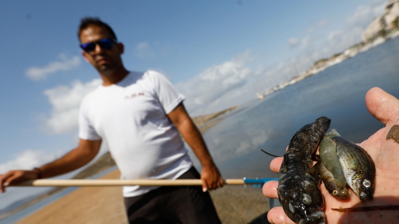 Una persona muestra varios ejemplares de peces muertos que han aparecido en varias zonas del Mar Menor, a 19 de agosto de 2021.
