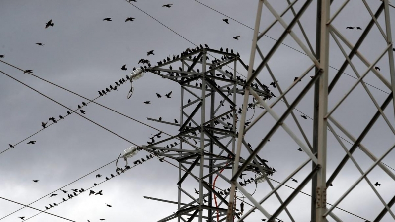 Los pájaros se descansan sobre una torre de alta tensión en el municipio malagueño de Ronda.