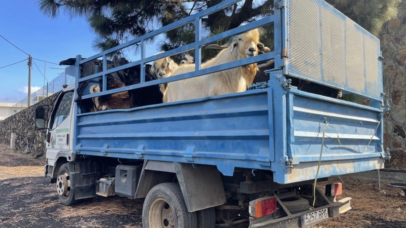 Un camión cargado de cabras para evacuar de la zona de Cabeza de Vaca, una de las más afectadas por la erupción del volcán de La Palma.