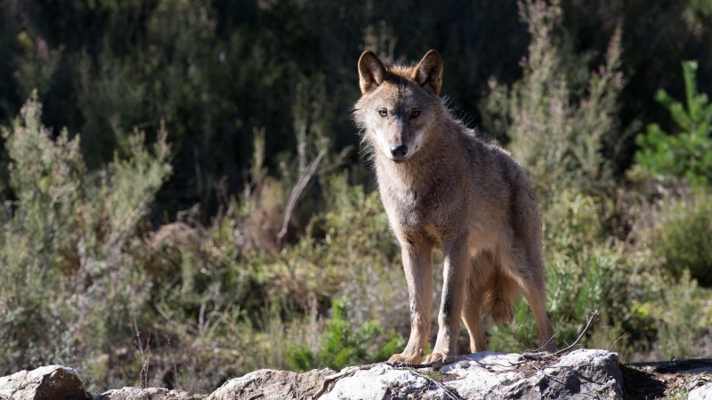 21/02/2020 El lobo ibérico en el Centro del Lobo Ibérico de Robledo (Zamora)