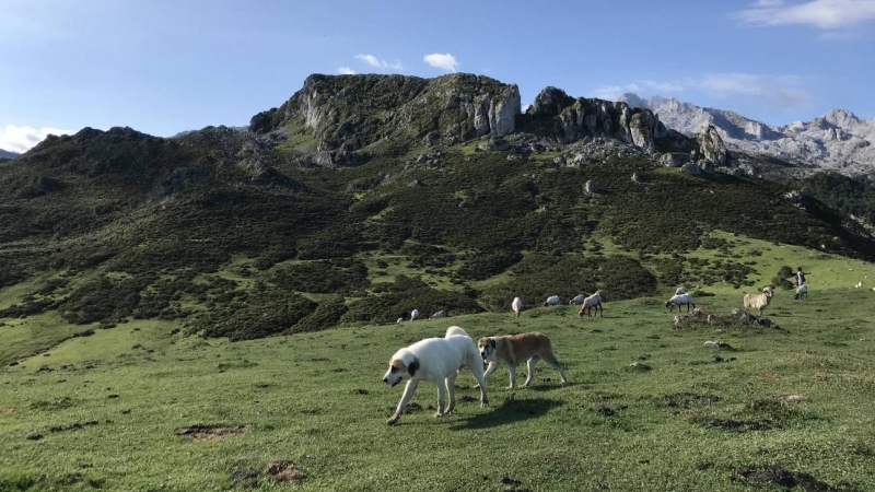 Perros guardianes en Asturias