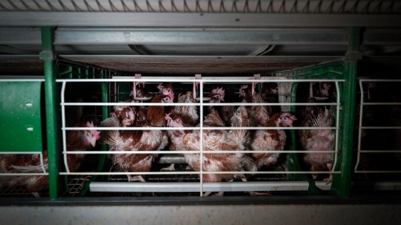 Decenas de gallinas permanecen hacinadas en una jaula de una granja de huevos de Castilla-La Mancha.