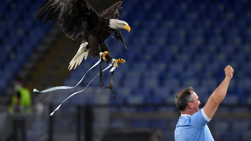 El águila justo antes de posarse en su adiestrador tras sobrevolar el estadio.