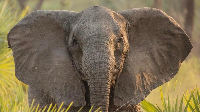 Valda, una elefanta sin colmillos