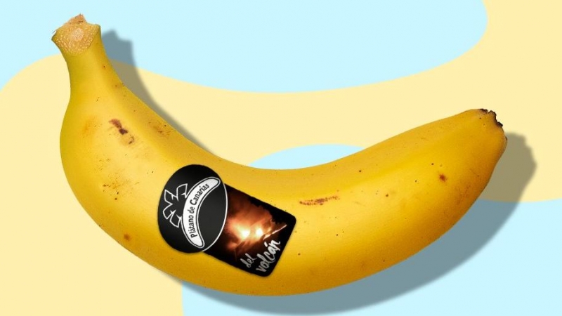 Plátano de Canarias 'del volcán': la nueva pegatina distintiva del producto palmero que busca ayudar a los agricultores.