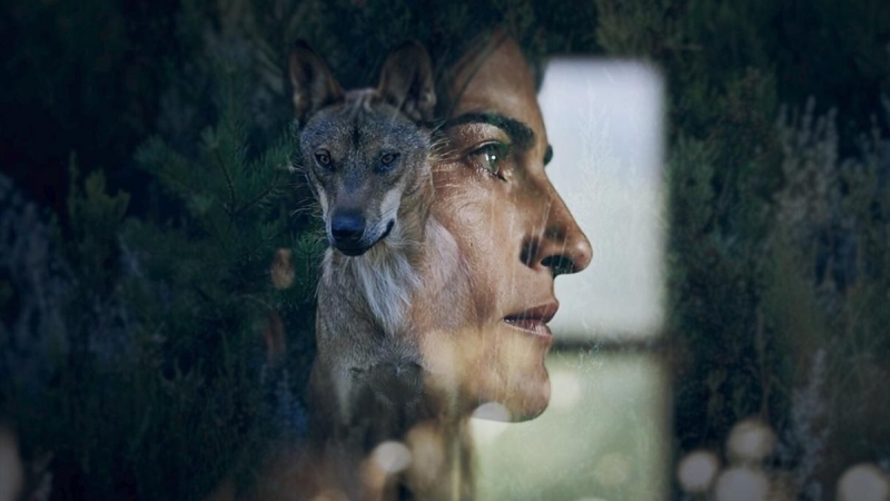 Fotograma de 'Compartiendo la Tierra' ('Sharing the Land'), documental sobre la coexistencia entre el lobo y la ganadería en España.