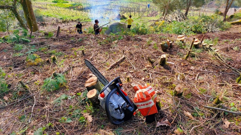 El trabajo de las brigadas deseucaliptizadoras durante una jornada.