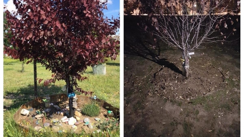 Vista del árbol de Isaac antes y después de la actuación del Ayuntamiento en el Bosque Urbano de Barajas.