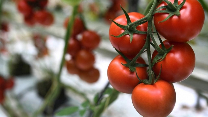 Imagen de archivo de un racimo de tomates.