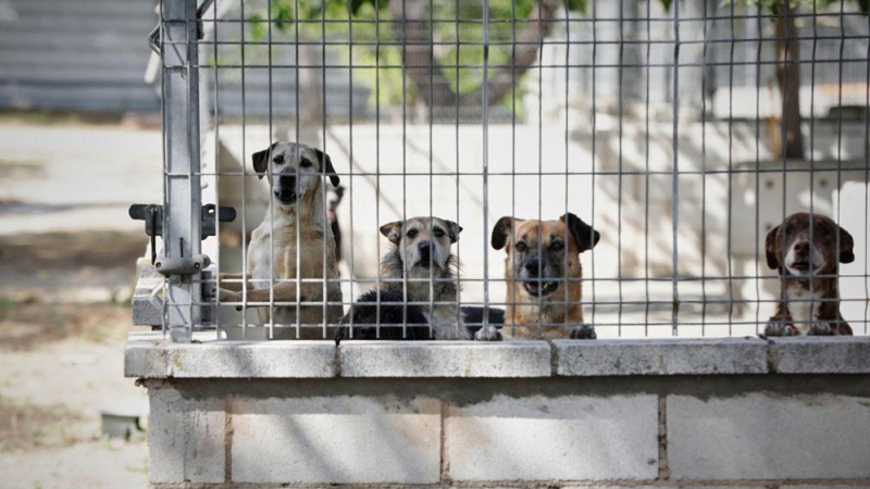 ARCHIVO. Varios perros apoyados en la verja de las instalaciones adecuadas en el albergue San Francisco de Asis de la Sociedad Protectora de Animales y Plantas de Madrid (SPAP).
