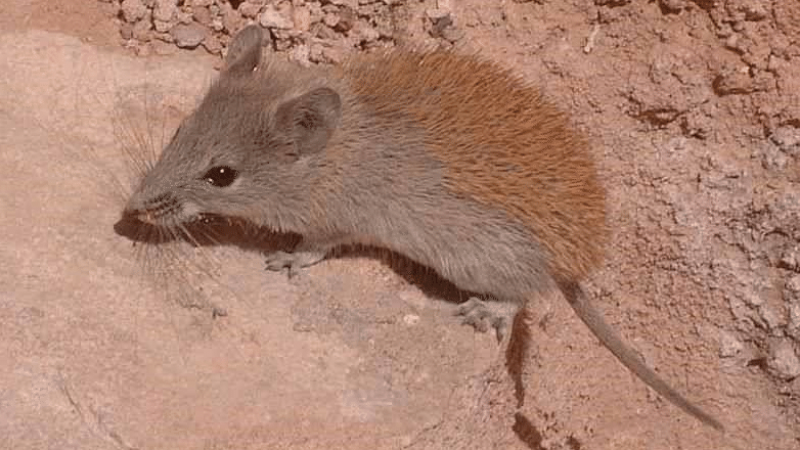Se está investigando una vacuna contagiosa para la rata africana (Mastomys natalensis) portadora del virus de la fiebre de Lassa. ABU
