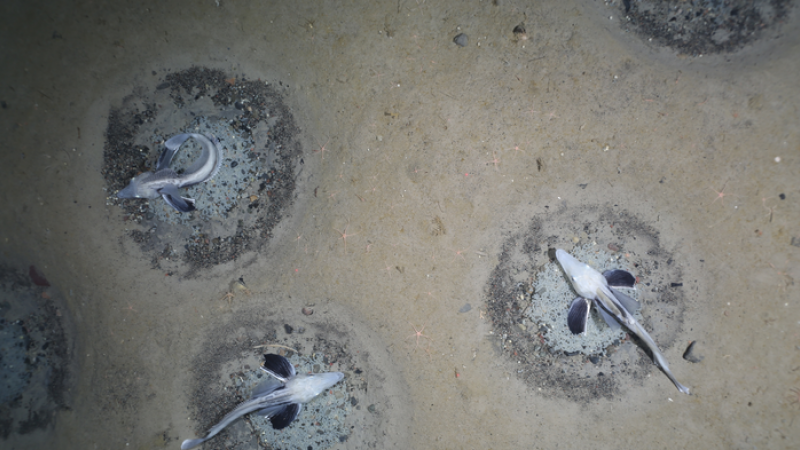 Imagen de nidos de peces de hielo custodiados por un adulto.