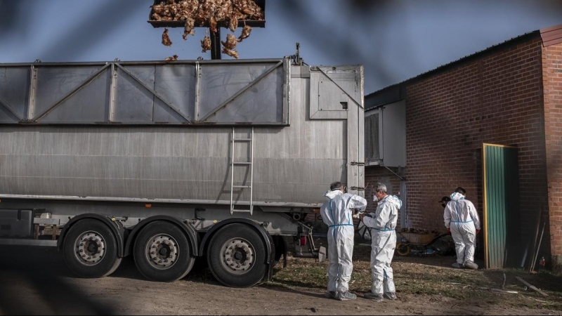 Una excavadora descarga centenares de aves muertas en una granja de Íscar, Valladolid, afectada por un brote de gripe aviar.