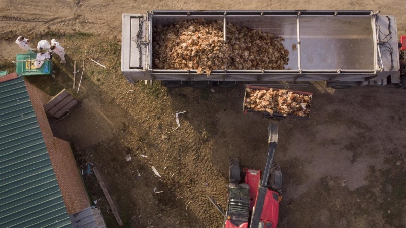Una excavadora descarga en un camión los cadáveres de cientos de gallinas ponedoras infectadas por un brote de gripe aviar en Íscar, Valladolid.
