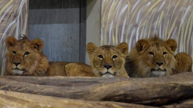 Tres de los cuatro leones rescatados por España de la guerra de Ucrania.