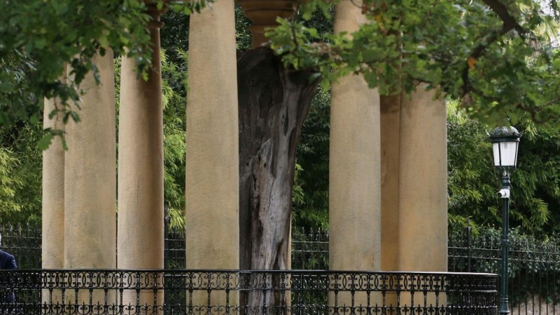 (5/09/2020) El árbol de Gernika, símbolo de las libertades vascas donde todos los lehendakaris han jurado el cargo, durante la toma de posesión de Iñigo Urkullu en septiembre de 2020.