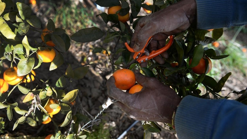 Un trabajador migrante reckoge mandarinas en una plantación en Lepe (Huelva).  AFP/CRISTINA QUICLER