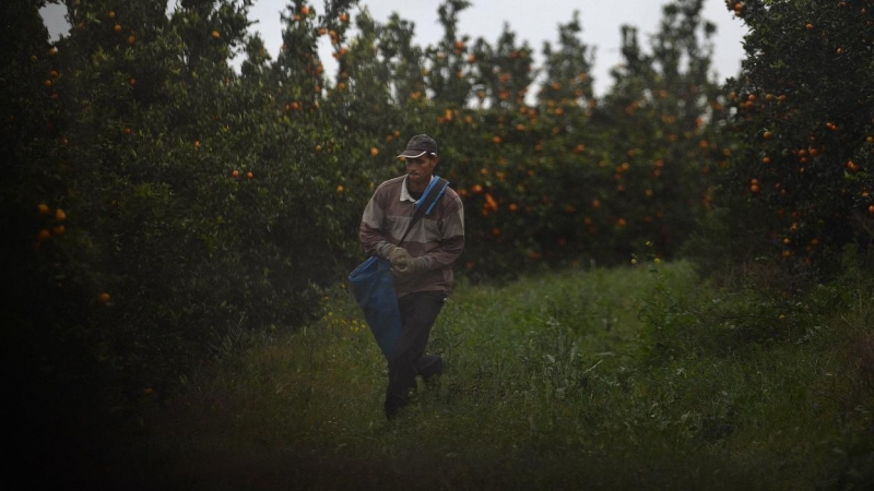 Un trabajador migrante en una plantación de mandarinas en Lepe (Huelva). CRISTINA QUICLER / AFP